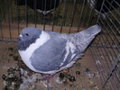 5778 ms 0