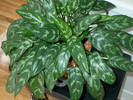 aglaonema05