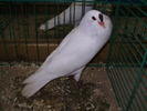 8423 sk 1