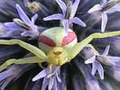 flower-spider-eyes-small