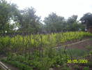 fasole urcatoare