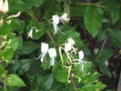 Lonicera japonica