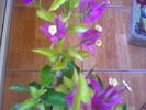 BOUGAINVILLEA