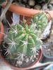 Lobivia megacarpa ( Echinopsis ayopaiana ) - fruct 12.07