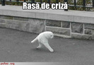 rasa de criza