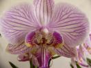 phalenopsis