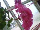 muscata roz