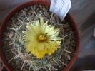 Coryphantha ramillosa vedere apicala