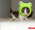 1867_kitten_frog