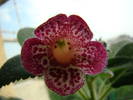 Kohleria Flashdance 10