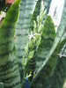 Sansevieria trifasciata - floare 09.07