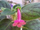 Kohleria Rongo 4