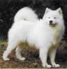 SAMOYEDE