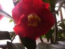 camelia japonica