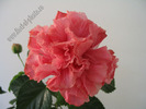 Hibiscus Linda Pearl 2