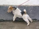 fox terrier cu par sarmos