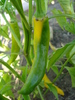 Golden Cayenne Pepper (2009, Aug.21)