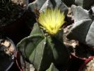 Astrophytum myriostigma v. nudum