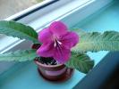 Streptocarpus grena