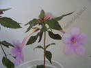 Achimenes Dot 4