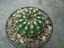 Notocactus