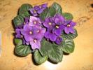 violete