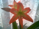 Hippeastrum