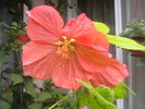 Picture 009