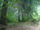 DSCF6007