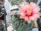 Gymnocalycium flori roz - 14.07