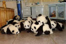 poze-ursi-panda-imagini-amuzante