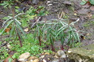 Euphorbia lathyris, 10 ianuarie 2010