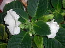 Gloxinie alba