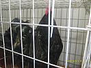S6303621