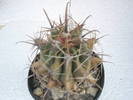 Ferocactus wislizenii v. herrerae