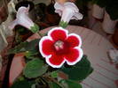 Gloxinia rosu paspolat