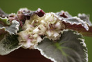 Ma"s Corsage