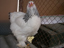 SANY1064