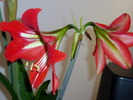 crin amaryllis