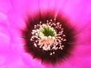 Echinocereus reichenbachii v. perbelus - detaliu floare