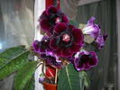 Gloxinia mov inchis
