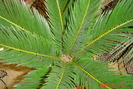 cycas