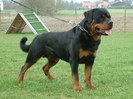 Rottweiler