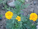 DSC09502