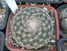 Mammillaria ca cea care s-a ars - 15.09