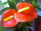 anthurium rosu portolaliu