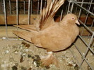 12063 rc 1