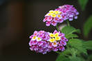 Lantana camara