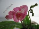 Streptocarpus pink souffle 3