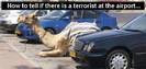 Camel Parking